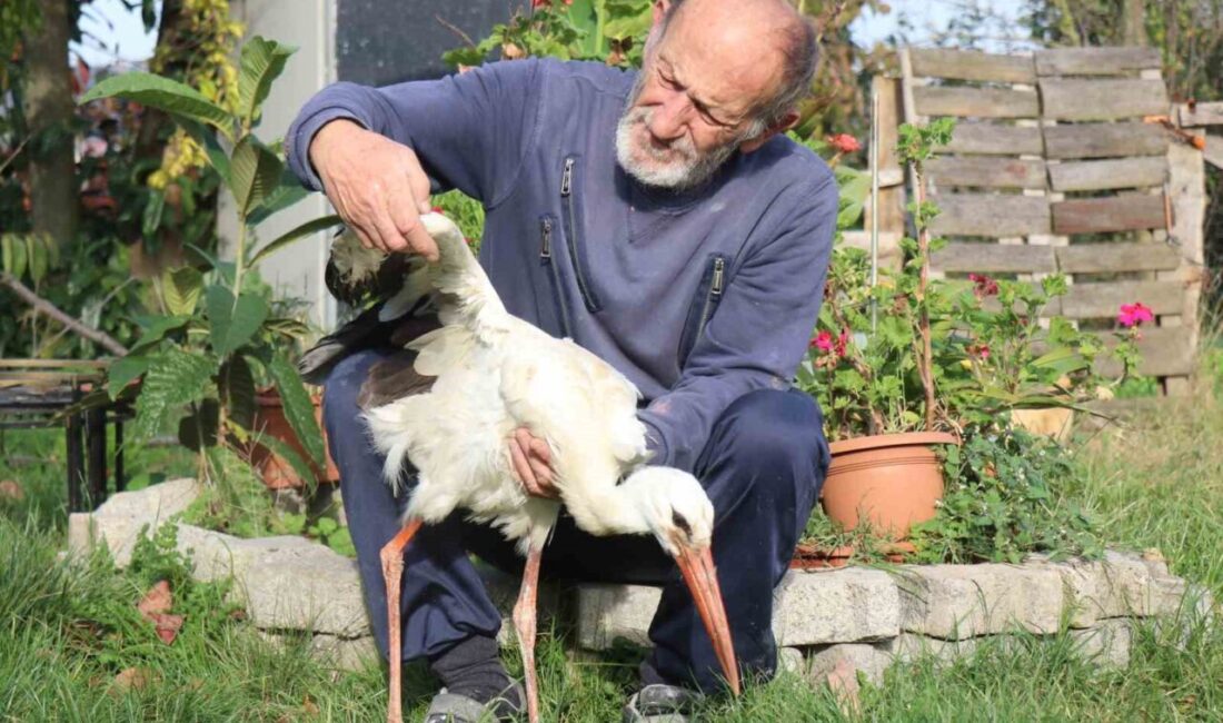 Sakarya’nın Kocaali ilçesinde annesinin yuvadan attığı leylek, bir mahalle sakininin