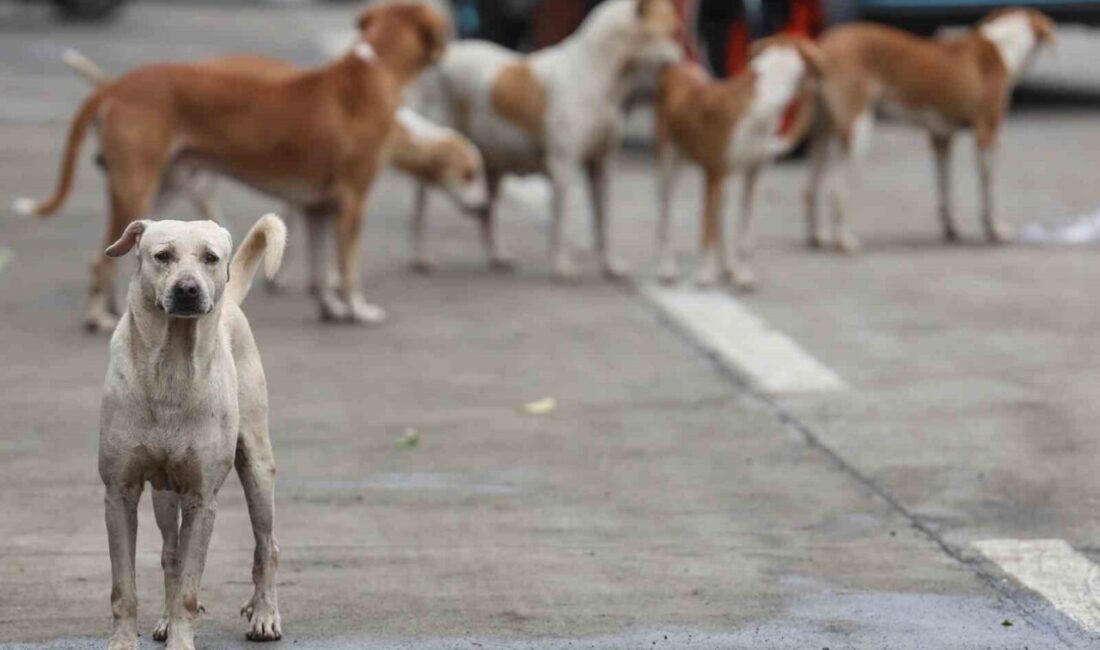 Irak’ın başkenti Bağdat’ta 1 Ocak ile 30 Kasım 2025 tarihleri