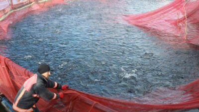 Denizi olmamasına rağmen Yozgat’ın Çekerek ilçesinde yetiştirilen alabalıklar, yurt dışı