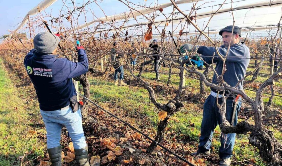 Denizli’nin tescilli sofralık üzümlerinin yetiştiği Buldan’da bağlarda çalışmalar başladı. Yeni
