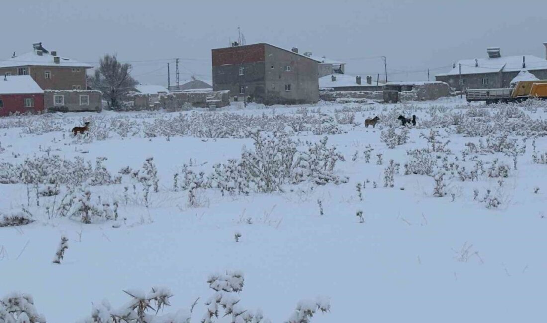 Ağrı’nın Diyadin ilçesinde kış aylarında artan başıboş köpek sorunu, özellikle