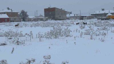 Ağrı’nın Diyadin ilçesinde kış aylarında artan başıboş köpek sorunu, özellikle