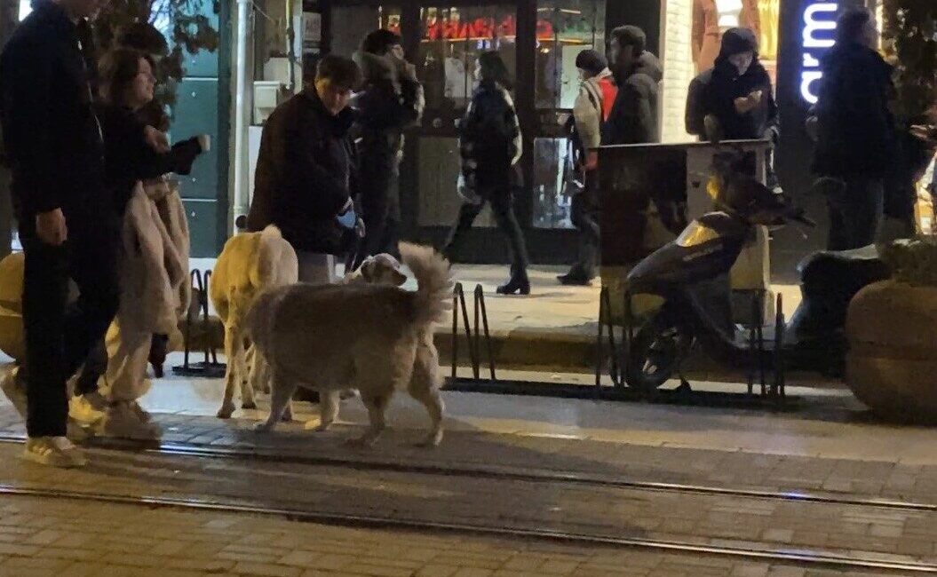Eskişehir’de tasması takılı olan evcil köpeğiyle birlikte yürürken 3 sokak