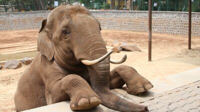 Gaziantep Büyükşehir Belediye Başkanı Fatma Şahin, CHP Grup Başkanvekili Ali