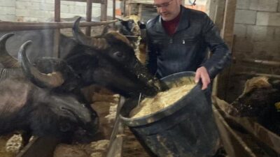 Giresun’da Damızlık Manda Yetiştiricileri Birliği’ne üye 286 işletmeye toplam 12