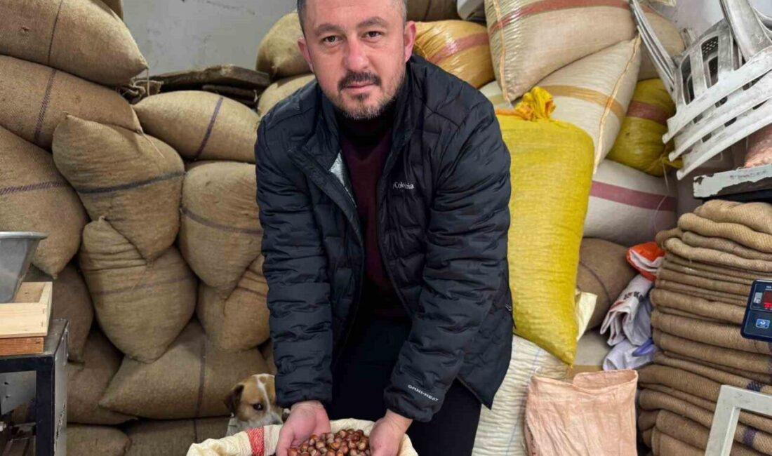 Giresun’da serbest piyasada 240 liraya kadar gerileyen fındık fiyatı, yılbaşına