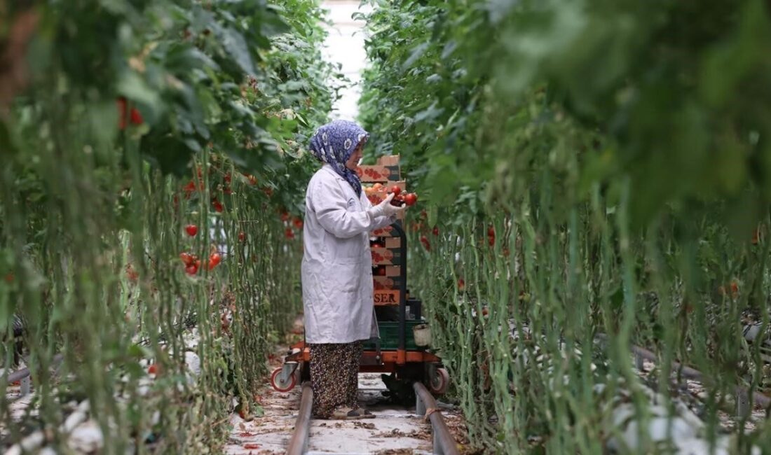 2025 yılı, Türkiye’nin elektrik enerjisi kurulu gücüne 1758 Megavat (MW)