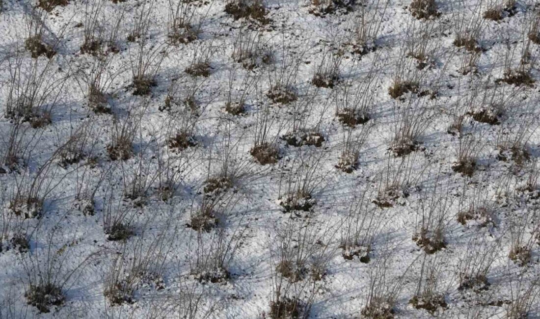 Türkiye Ziraat Odaları Birliği Yönetim Kurulu Üyesi Arslan Soydan, Karadeniz