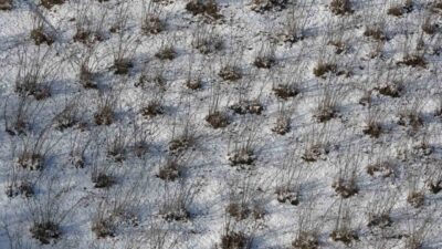 Türkiye Ziraat Odaları Birliği Yönetim Kurulu Üyesi Arslan Soydan, Karadeniz