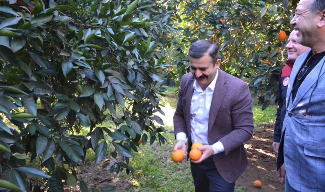 MUĞLA (İHA) – Muğla’nın Köyceğiz ilçesinde, coğrafi işarete sahip ’Köyceğiz