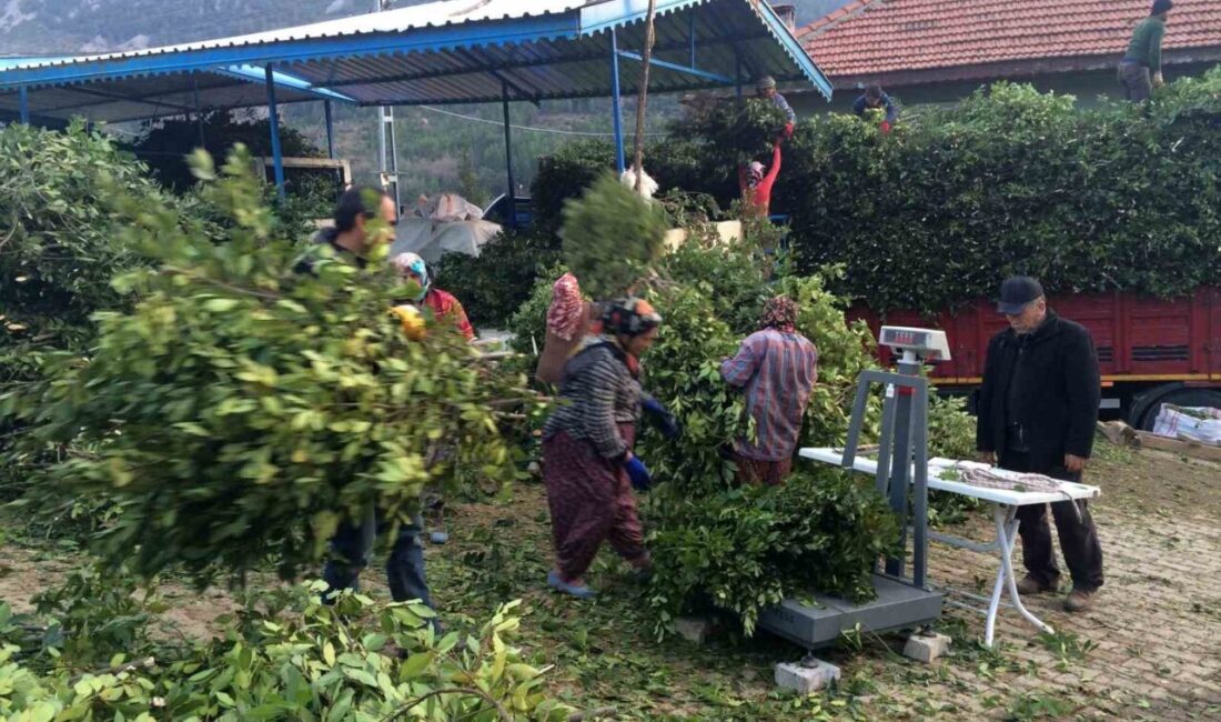 İlaç, gıda, kimya, boya ve kozmetik sektöründe kullanılan defne yaprağı,