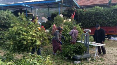 İlaç, gıda, kimya, boya ve kozmetik sektöründe kullanılan defne yaprağı,