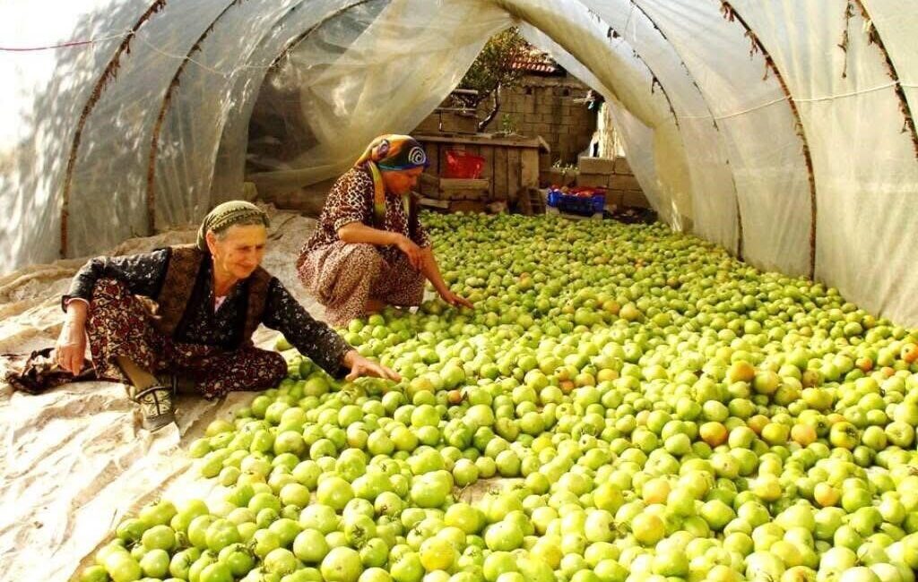 Sarıgöl’de domates üreticileri, geceleri etkili olan kırağıya karşı yeşil halde