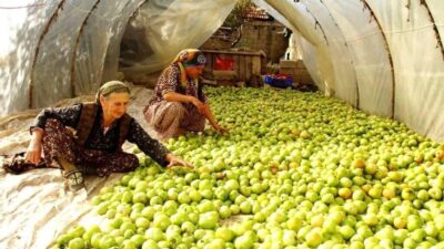 Sarıgöl’de domates üreticileri, geceleri etkili olan kırağıya karşı yeşil halde