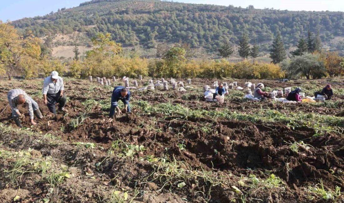 Hatay’da ismiyle dikkat çeken şifa deposu tatlı patatesin hasadında sona