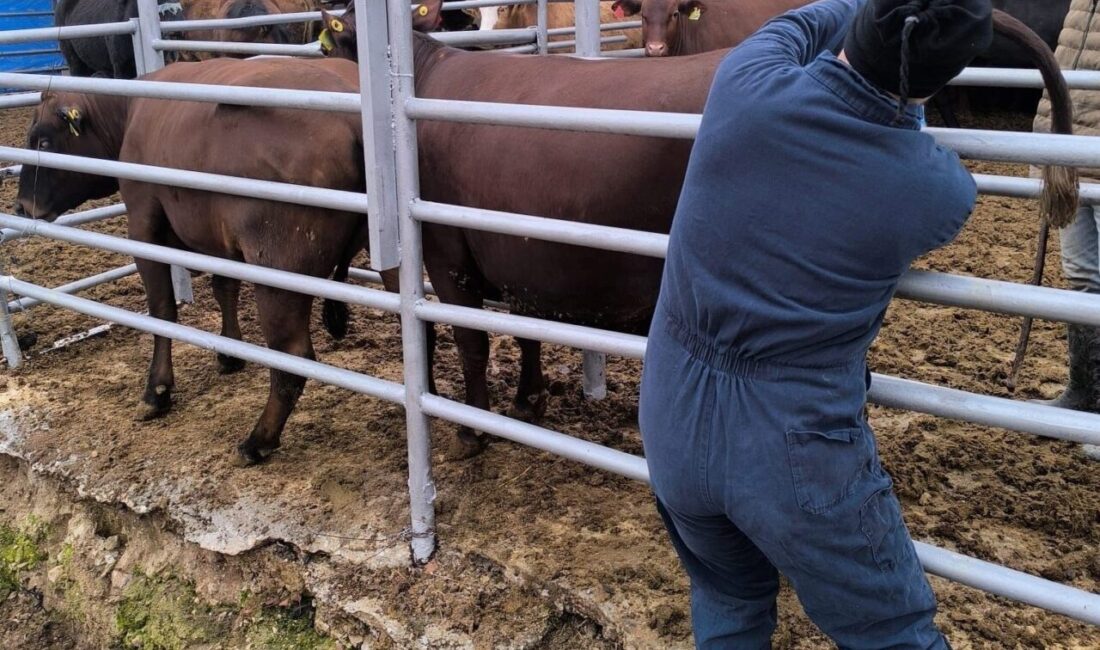 Kütahya’ya Brezilya’dan ithal edilen gebe düveler, İl Tarım ve Orman