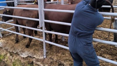 Kütahya’ya Brezilya’dan ithal edilen gebe düveler, İl Tarım ve Orman