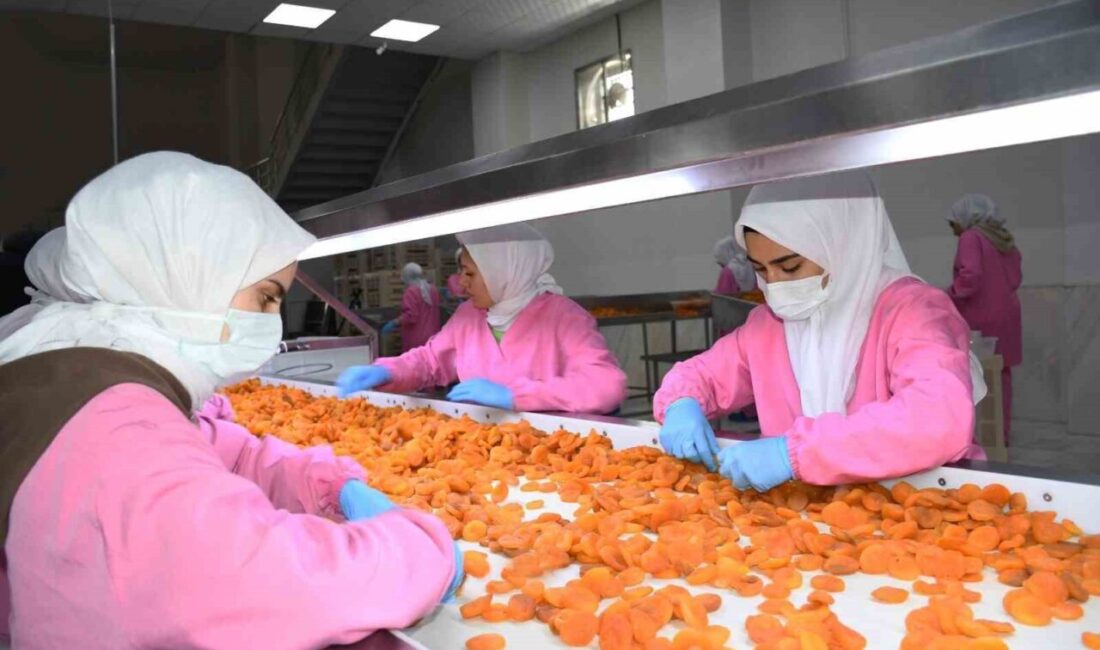 Dünya kuru kayısı başkenti Malatya’da zirai don afetine rağmen 11