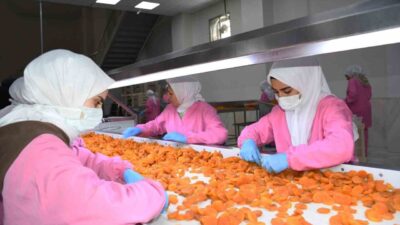 Dünya kuru kayısı başkenti Malatya’da zirai don afetine rağmen 11