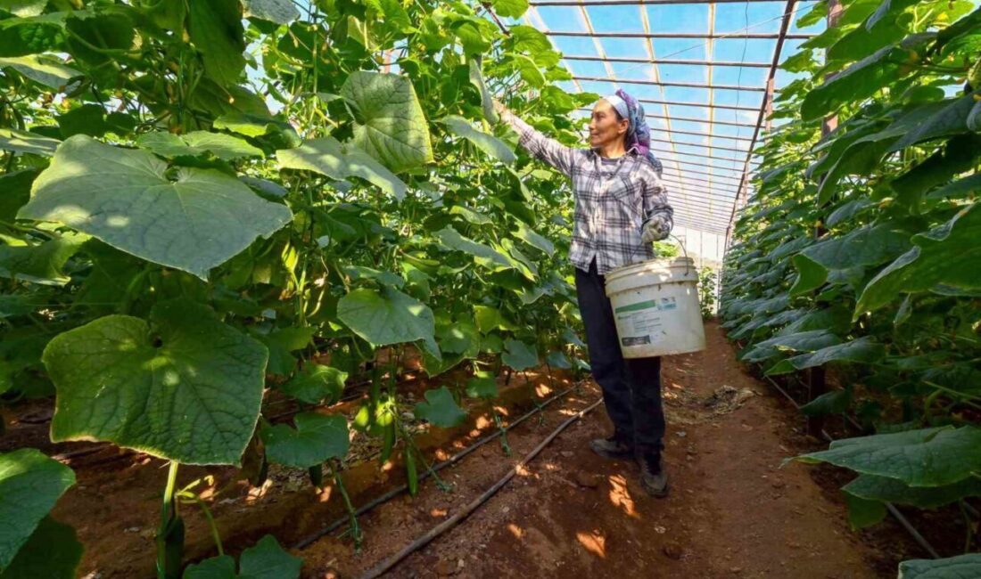 Mersin Büyükşehir Belediyesinin Aydıncık’ta yüzde 70 hibeyle dağıttığı hıyar fideleri
