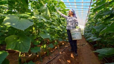 Mersin Büyükşehir Belediyesinin Aydıncık’ta yüzde 70 hibeyle dağıttığı hıyar fideleri