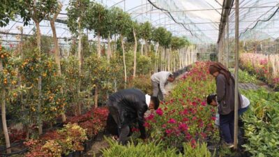 Muğla Büyükşehir Belediyesi tarafından Köyceğiz Beyobası’nda hayata geçirilen ‘Alım Garantili