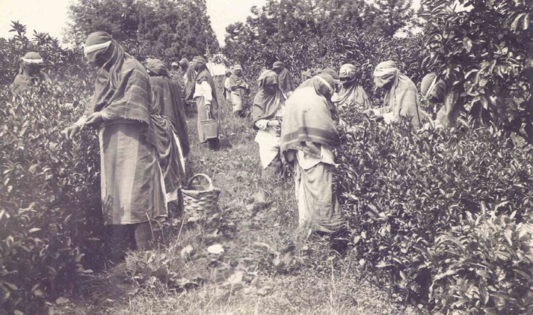 Rize’de çayın tarihinin yıllar sonra ortaya çıkan arşivle daha da