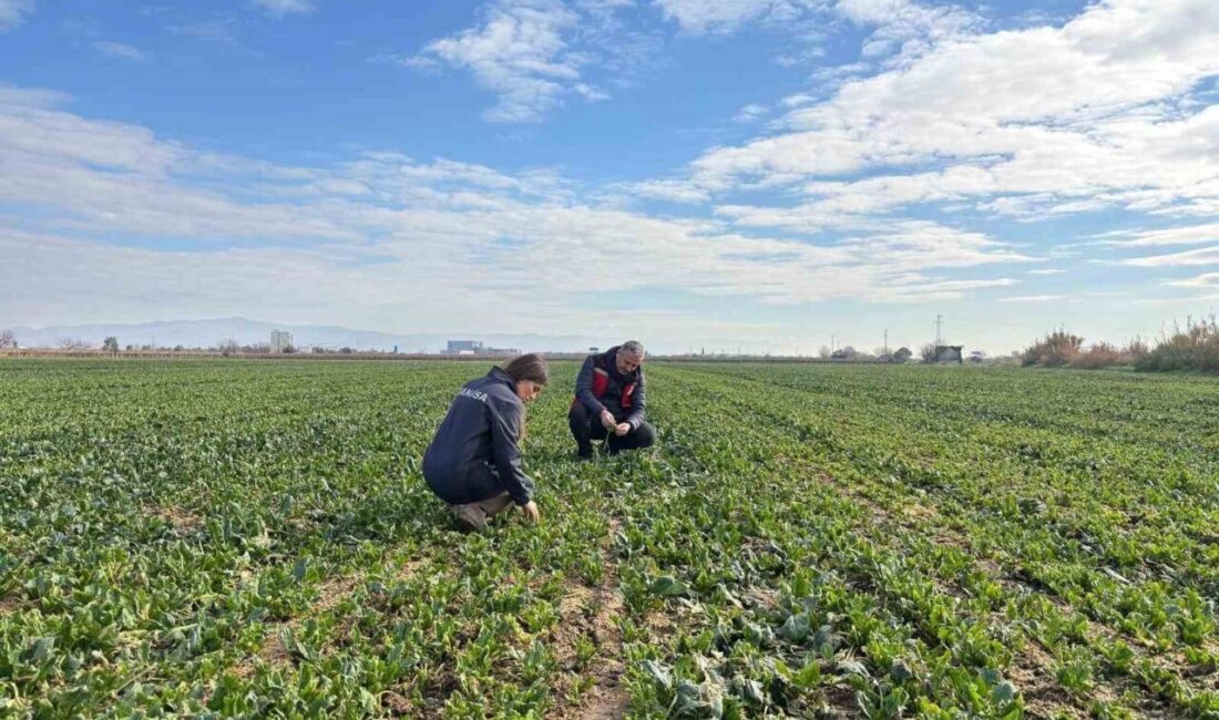 Manisa’nın Salihli ilçesindeki Tarım ve Orman Müdürlüğü ekipleri, kışlık sebzelerde