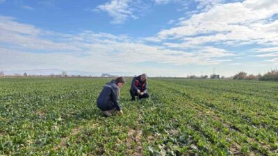 Manisa’nın Salihli ilçesindeki Tarım ve Orman Müdürlüğü ekipleri, kışlık sebzelerde