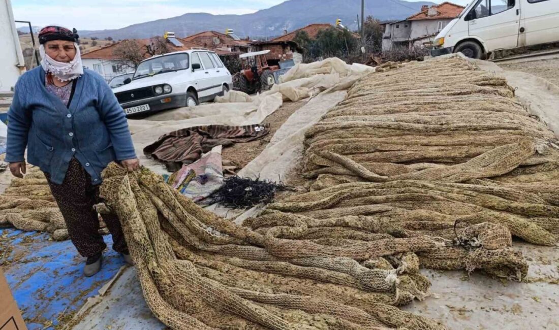 Manisa’nın Selendi ilçesinde tütün hasadını tamamlayan üreticiler, ürünlerini satışa hazır