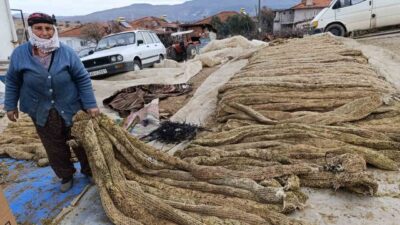 Manisa’nın Selendi ilçesinde tütün hasadını tamamlayan üreticiler, ürünlerini satışa hazır
