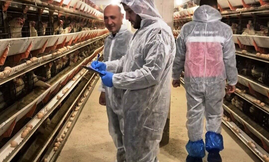 Kütahya’nın Simav ilçesinde faaliyetine yeni başlayan ticari yumurtacı tavukçuluk işletmesinde,