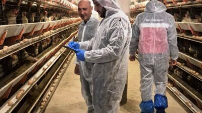 Kütahya’nın Simav ilçesinde faaliyetine yeni başlayan ticari yumurtacı tavukçuluk işletmesinde,