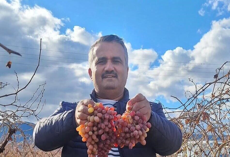 Manisa’nın Sarıgöl Ovası’nda yetiştirilen Crimson üzümü, örtü altına gerek duymadan