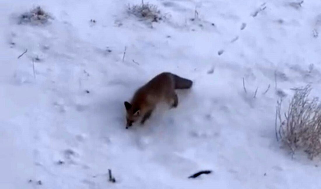 Ağrı’nın Diyadin ilçesinde aç kalan tilkiler şehir merkezinde görüntülendi. Ağrı’nın