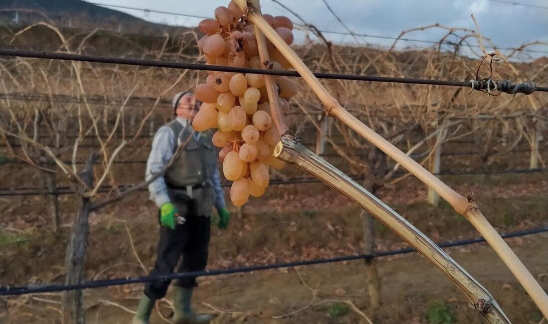 Manisa’nın Sarıgöl Ovası’nda kışın soğuk günlerinde süren bağ budama çalışmaları