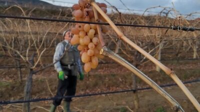 Manisa’nın Sarıgöl Ovası’nda kışın soğuk günlerinde süren bağ budama çalışmaları