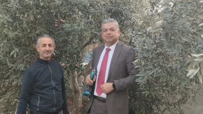 Aydın’da zeytin hasat sezonunun sona ermesiyle birlikte budama süreci başlarken,