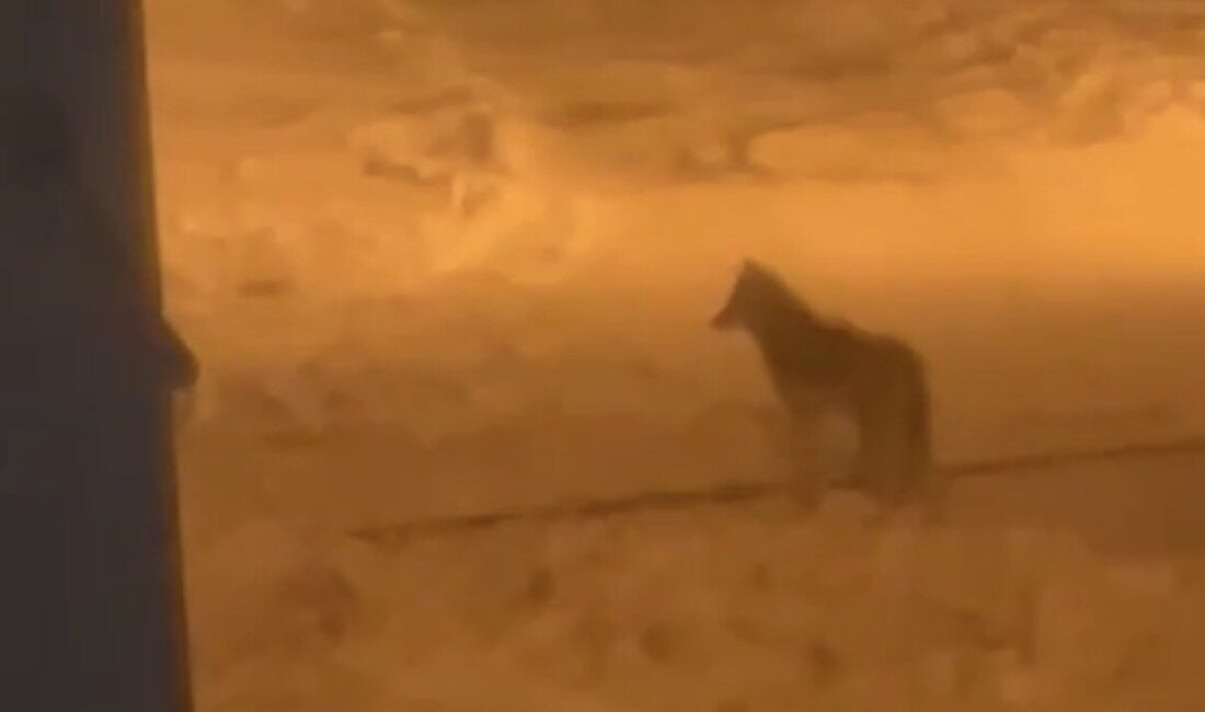 Bitlis’in Tatvan ilçesinde gece saatlerinde bir kurt şehir merkezine indi.