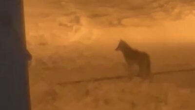 Bitlis’in Tatvan ilçesinde gece saatlerinde bir kurt şehir merkezine indi.