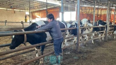 Tekirdağ’ın Hayrabolu ilçesinde hayvan sağlığını korumak ve şap hastalığının yayılımını