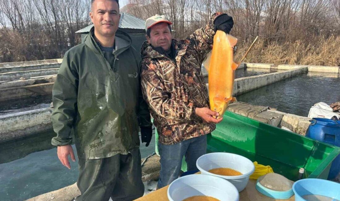 Van’da yıllık yaklaşık 2 bin 550 ton alabalık üretiminin gerçekleştirildiği