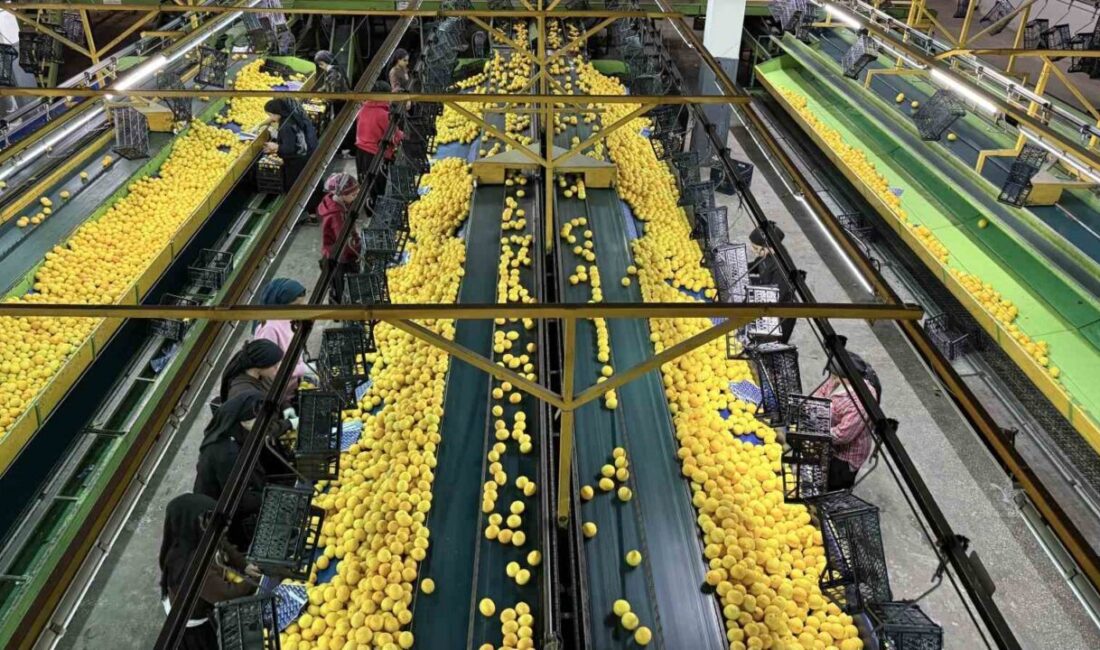 Türkiye’nin narenciye ihtiyacının önemli bir bölümünü karşılayan Adana’dan Rusya ve