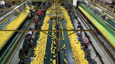 Türkiye’nin narenciye ihtiyacının önemli bir bölümünü karşılayan Adana’dan Rusya ve