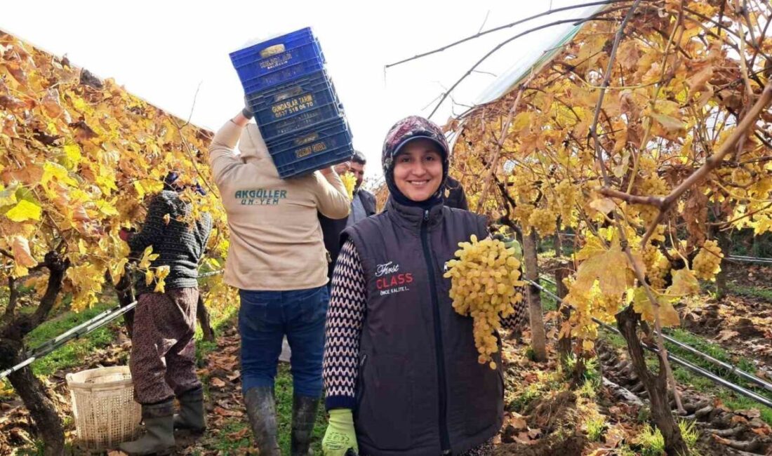 Manisa’nın Sarıgöl ilçesine bağlı Aşağıkoçaklar Mahallesi’nde yeni yıl sofralarının vazgeçilmezi