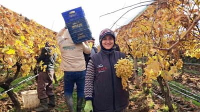 Manisa’nın Sarıgöl ilçesine bağlı Aşağıkoçaklar Mahallesi’nde yeni yıl sofralarının vazgeçilmezi