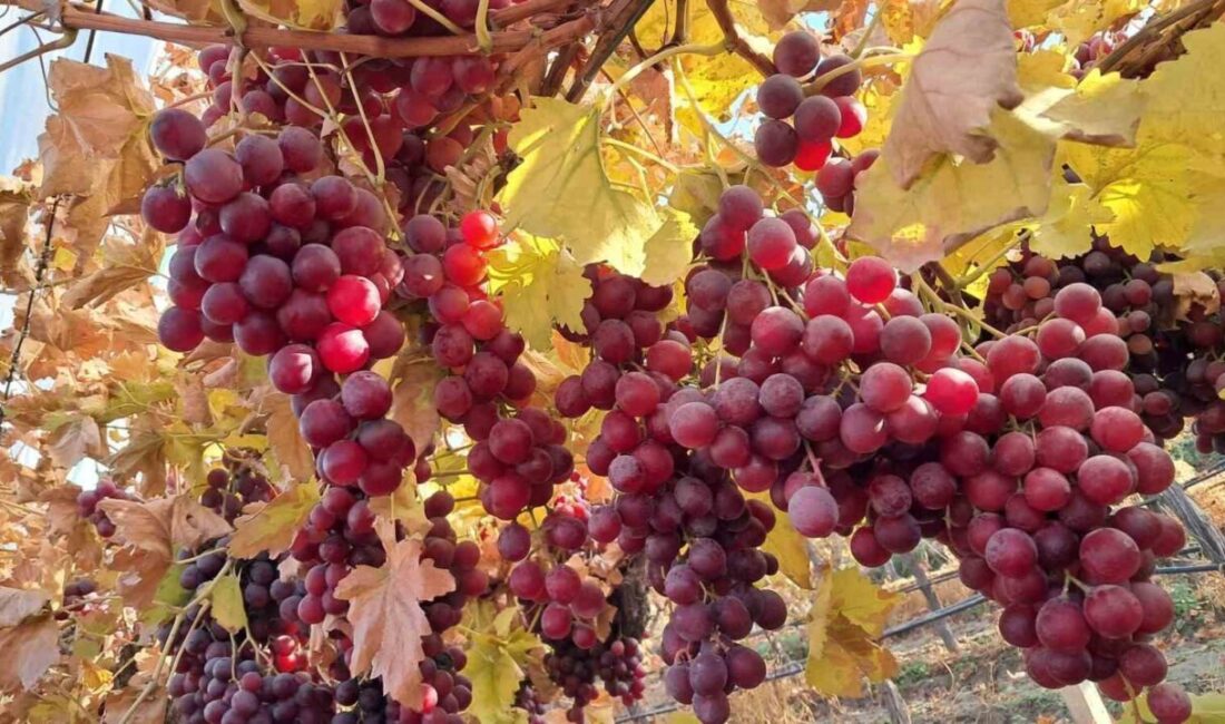 Manisa’nın Sarıgöl Ovası’nın bereketli topraklarında yetiştirilen sofralık Sultaniye ve çekirdekli