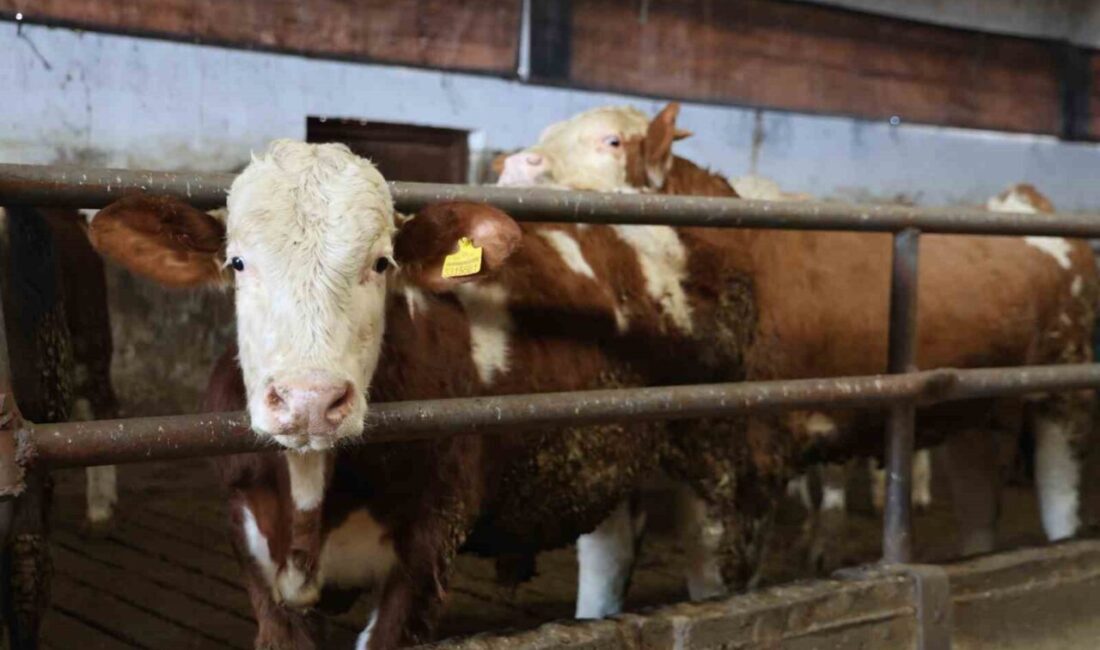 Elazığ’da 35 büyükbaş hayvanı bulunan ve köyünde süt satarak geçimini