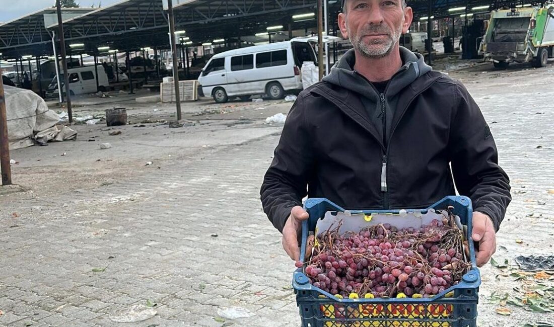 Sarıgöl’de üzüm üreticisi Musa Topdemir, 70 dönüm bağını örtü altında