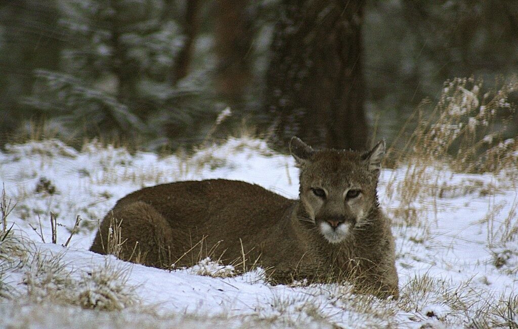 ABD’de Rocky Dağları’nda tek başına yürüyüş kadın puma saldırısı sonucu